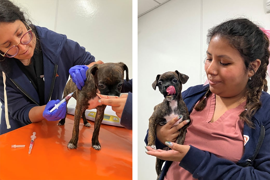 Dr. Cintron vaccinates Tiana, who is distracted by a tray of yummy soft cheese provided by Michele Plata, a licensed veterinary technician, right.