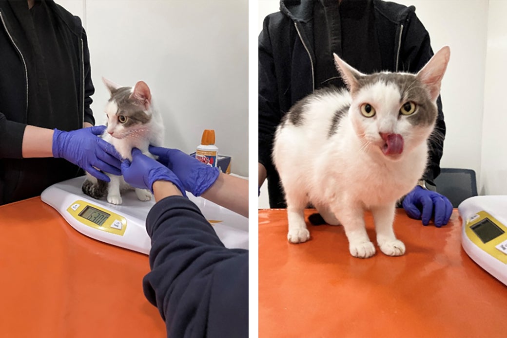 Luna, before and after receiving her vaccines.