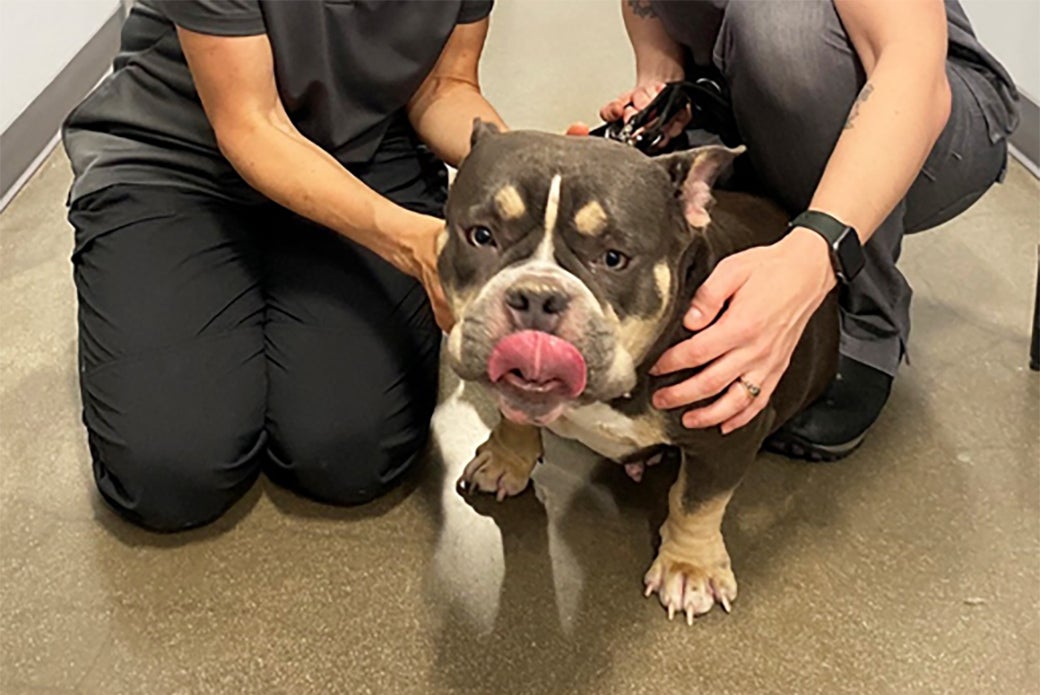 ASPCA veterinarians diagnosed a life-threatening wall hernia in Soki, above, during a routine visit for vaccines.