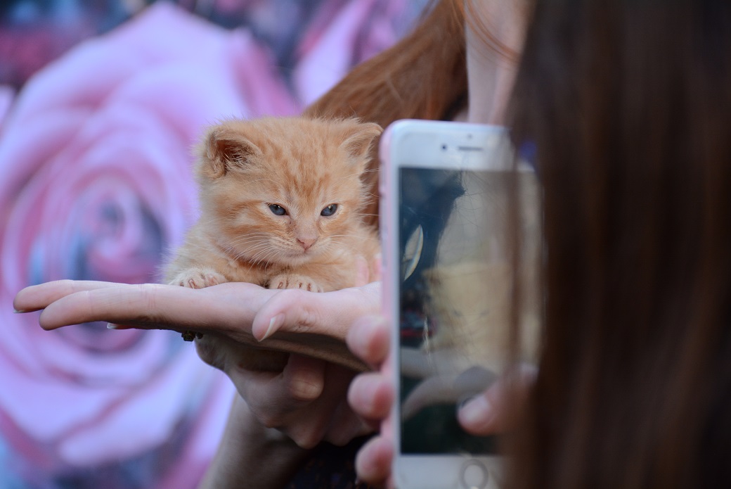 taking a picture of a small kitten