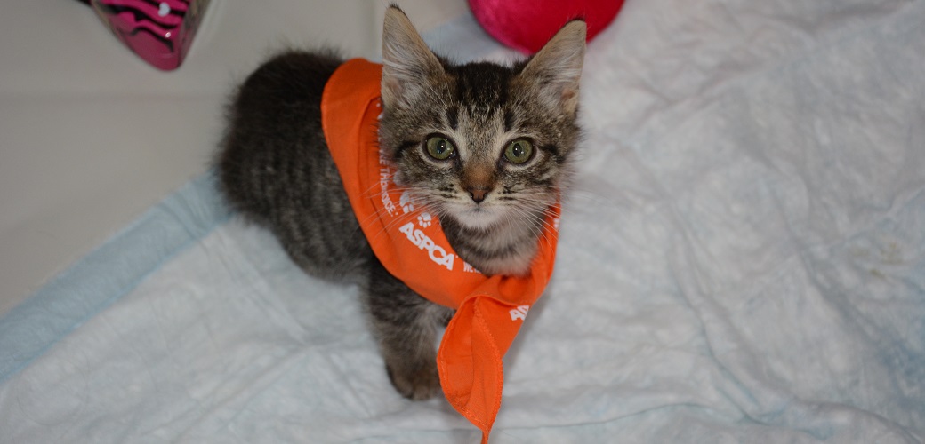 kitten in an aspca bandana