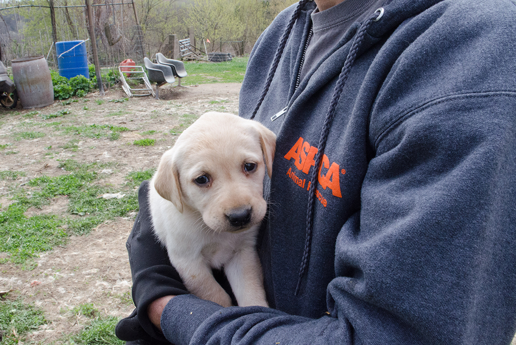 48 yellow Labs—including 13 young puppies such as this one—were found on the Elmwood property.