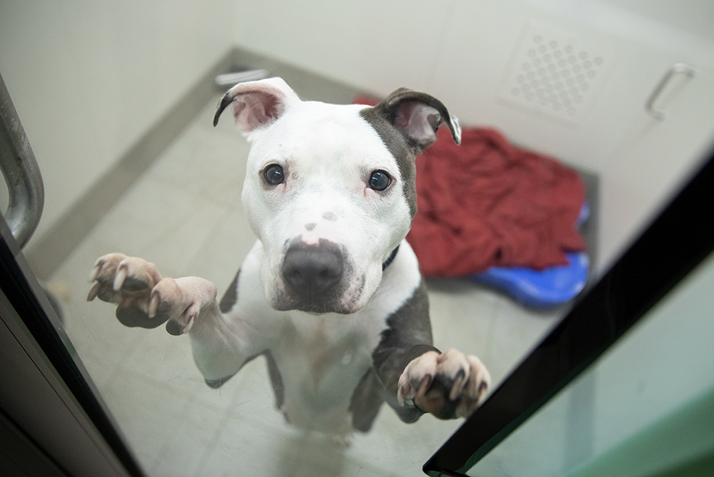 a brown and white pitbull