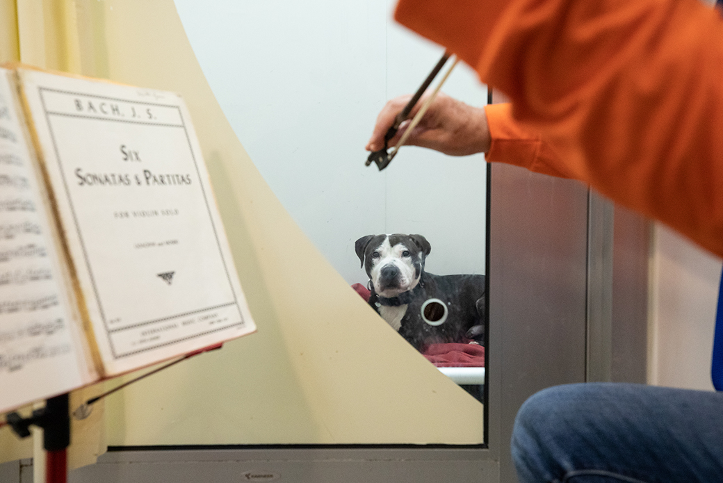 Martin Agee playing a violin to a dog