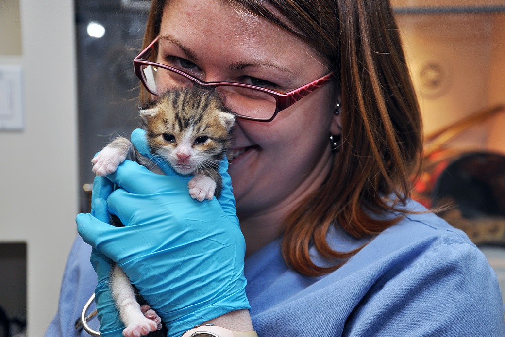 Medical volunteer holding a kitten