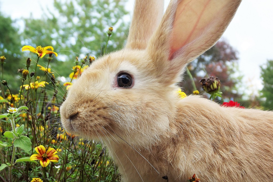 One of Hailie’s newly adopted bunnies