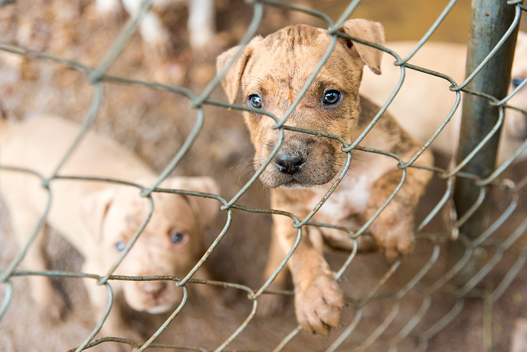 how can we help stop dog fighting