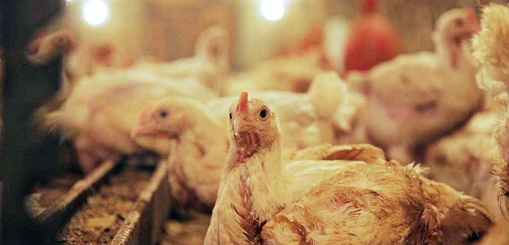 White House Antibiotics Announcement Ignores Animal Welfare