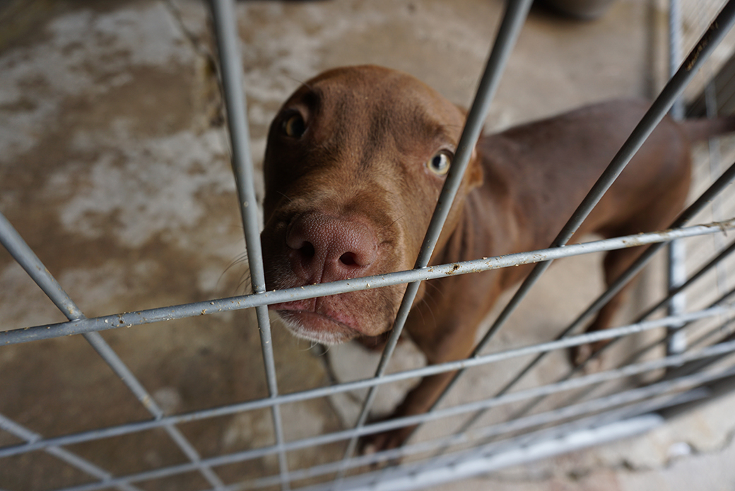 a pitbull in a cage