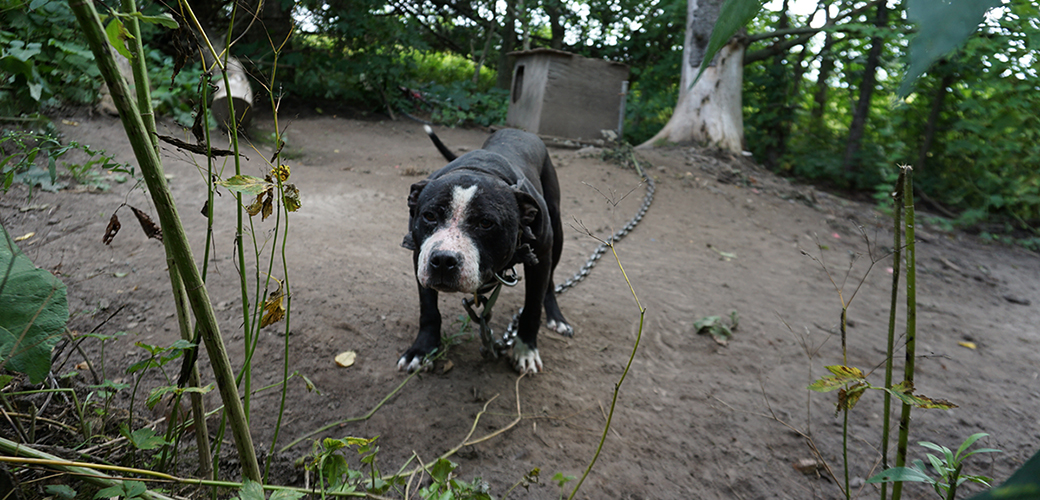 a chained up pitbull