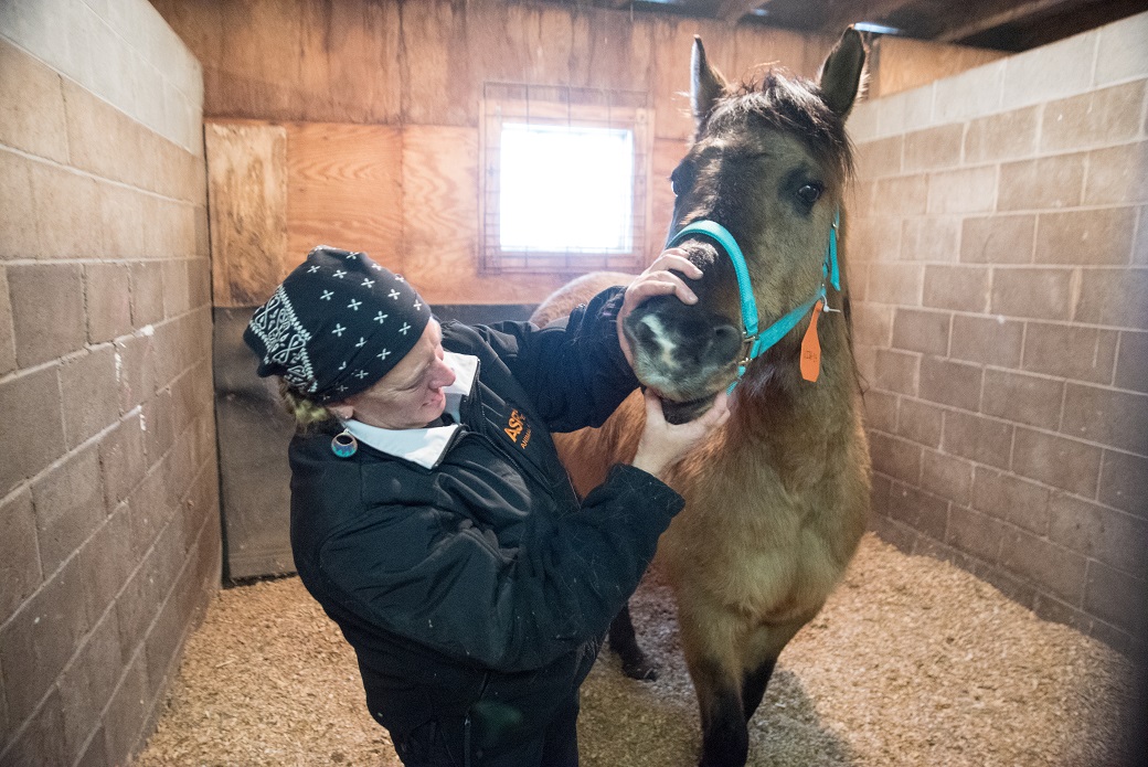 Volunteer examining a horse
