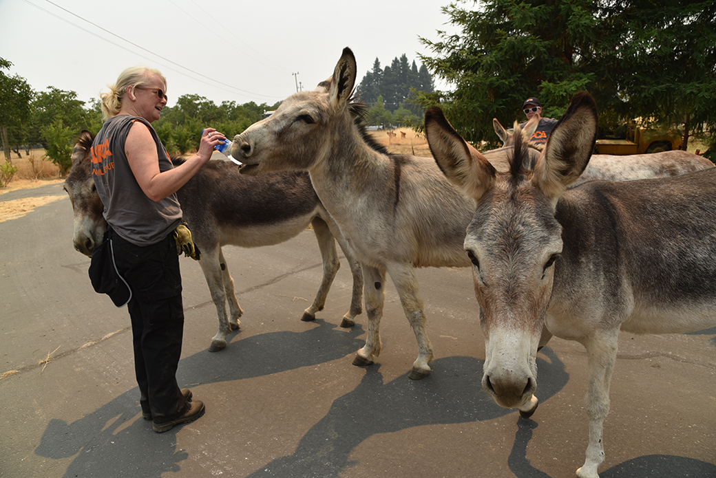 rescued donkeys