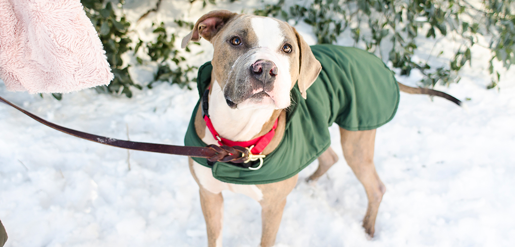 Winter Is Here! Protect Your Pets This Season With These Tips