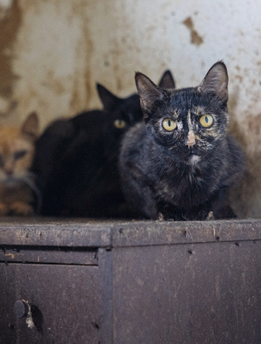 Photos showing the terrible conditions these rescued cats were living in.
