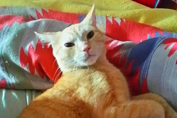 Light orange cat laying down