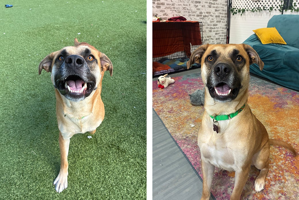 A brown dog playing outside, and the same dog sitting in a living room