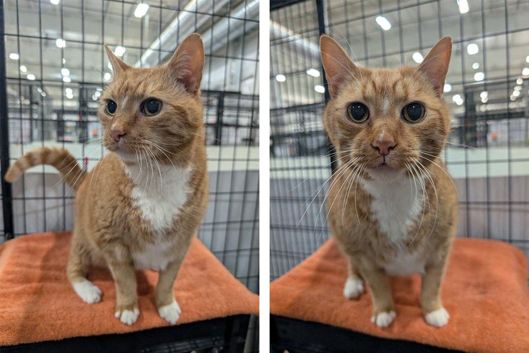 Boots is ready to be adopted