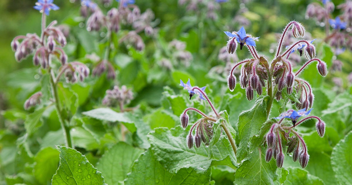 Is Borage Toxic to Dogs Unveiling the Truth BroadPick