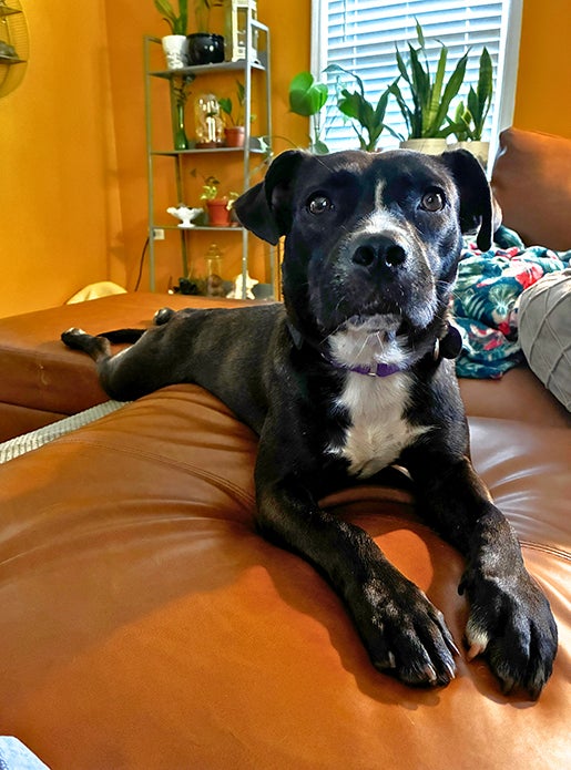 Julep