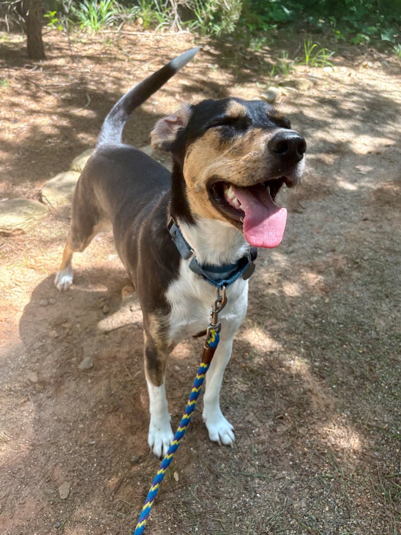 Pecan wagging her tail
