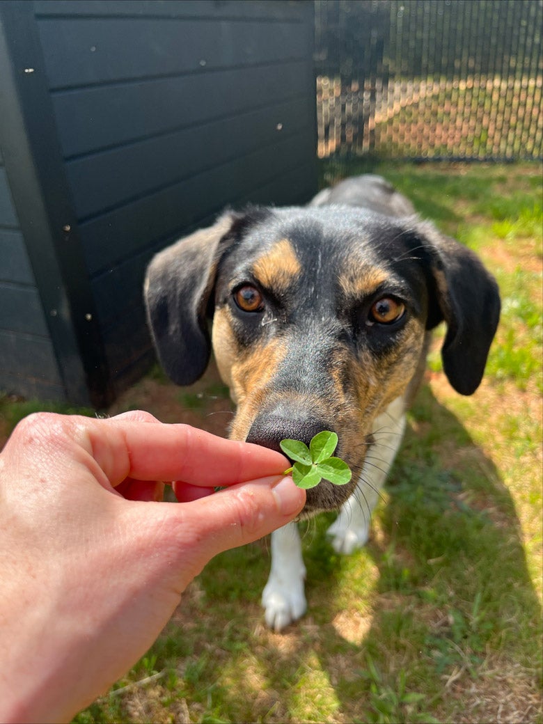 Pecan sniffing a plant