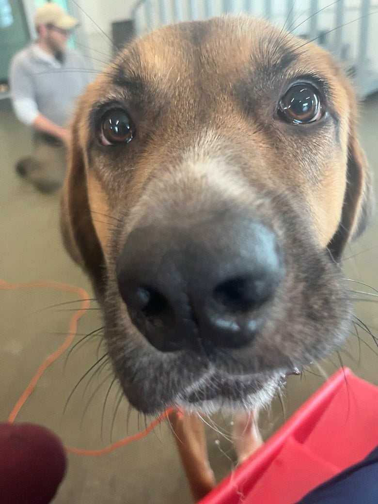 Eleanor is ready to be adopted!