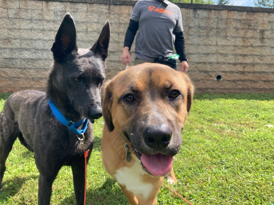 Eleanor is ready to be adopted!