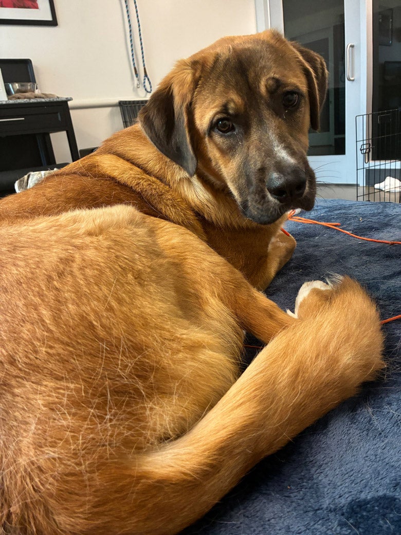 Eleanor is ready to be adopted!