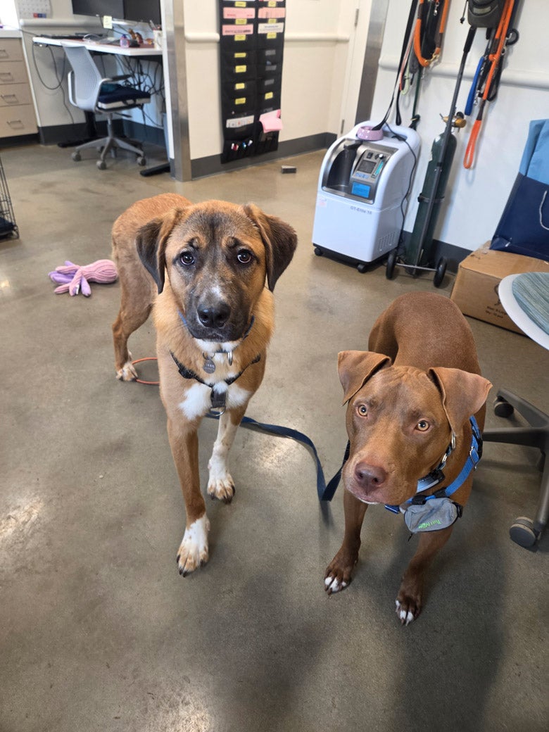 Eleanor is ready to be adopted!