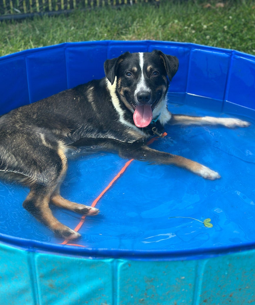 Kringle the dog is ready to be adopted!