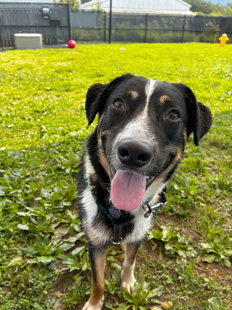 Kringle the dog is ready to be adopted!