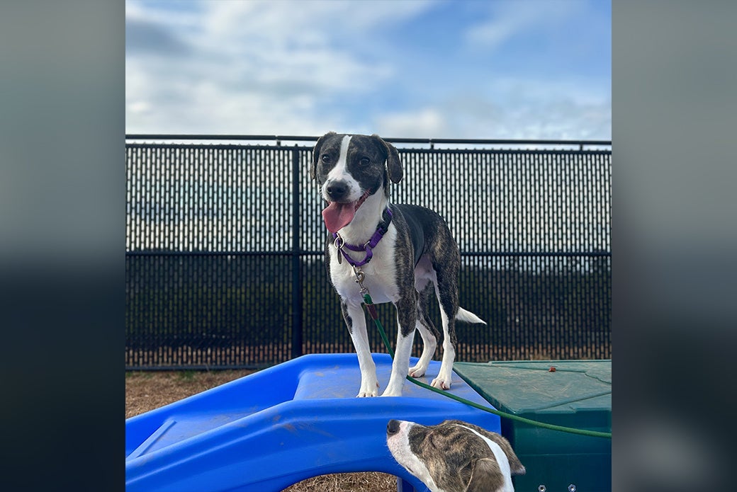 Delta standing on a small blue plastic steps
