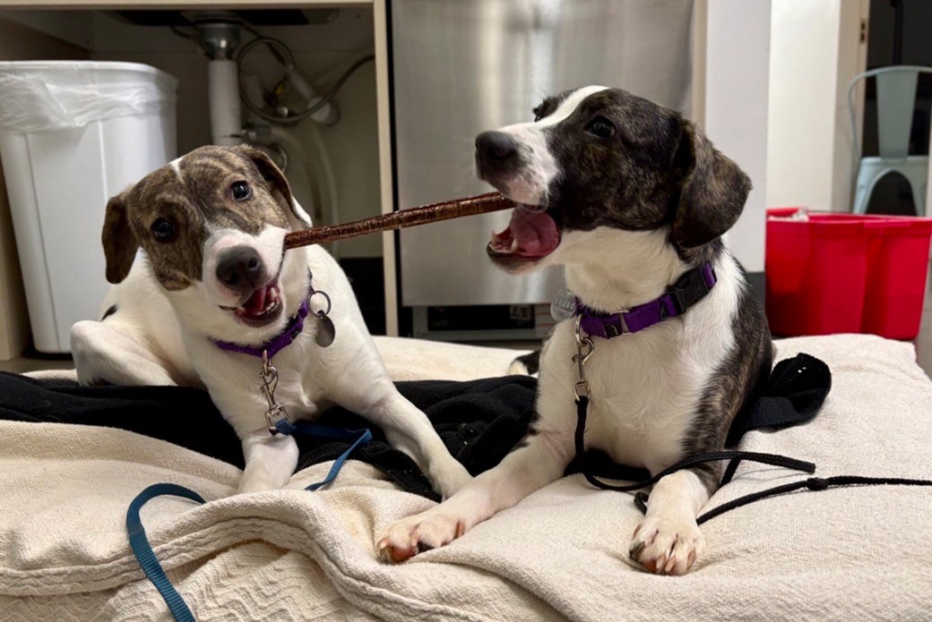 Delta chewing on a chew stick with another dog