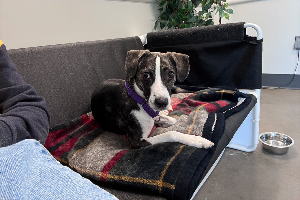 Delta resting on a couch
