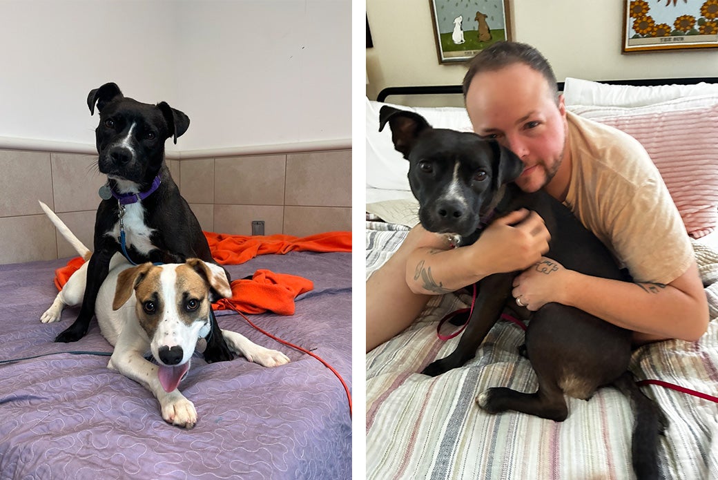 Julep playing with dog and human ftiends