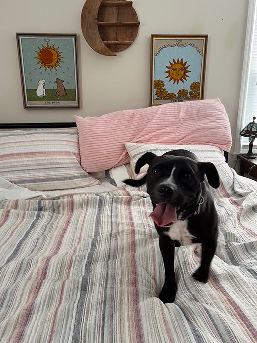 Julep resting on a bed