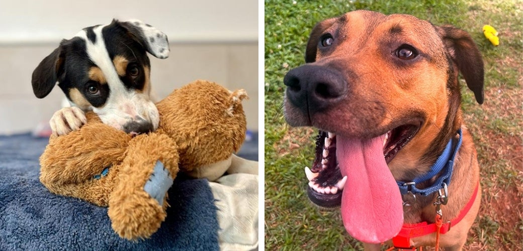 A dog chewing on a stuffed toy, and another dog whose tongue is hanging out.
