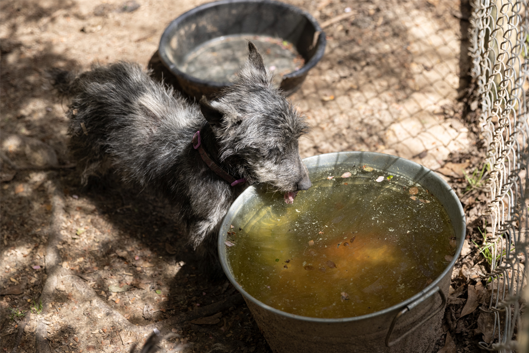 Dog drinking filthy water