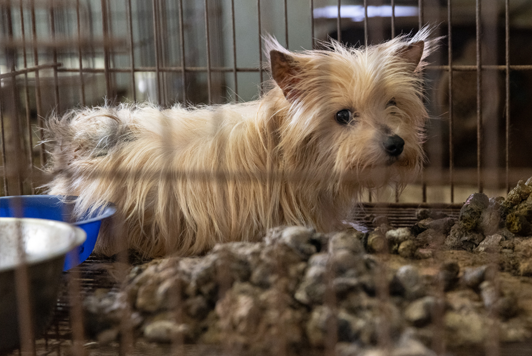Dog in small cage covered with feces