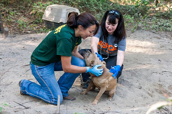 BREAKING: ASPCA Rescues 7 Dogs from Florida Fighting Ring