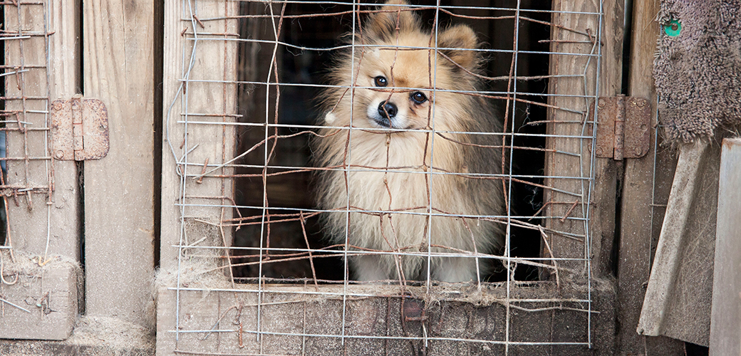 BREAKING: ASPCA Rescues More Than 130 Dogs from Alabama Puppy Mill