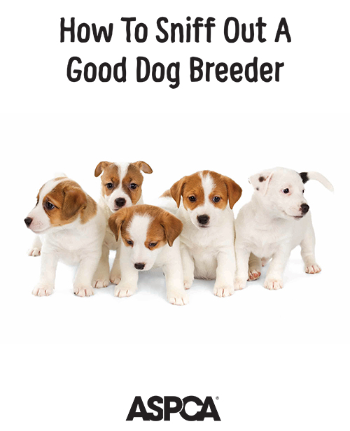 About Reputable Breeders, Backyard Breeders, Puppy Mills/Commercial Pet  Stores — Black Dog Animal Rescue