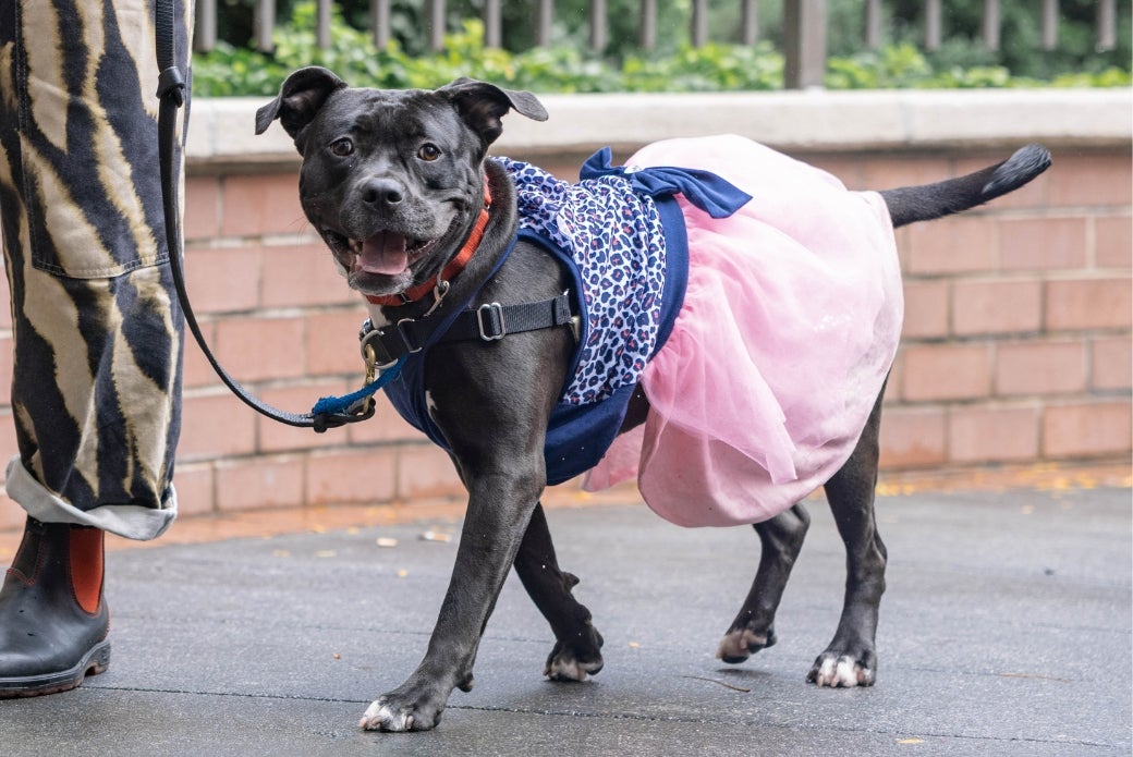 A black dog walking outside and wearing a dress