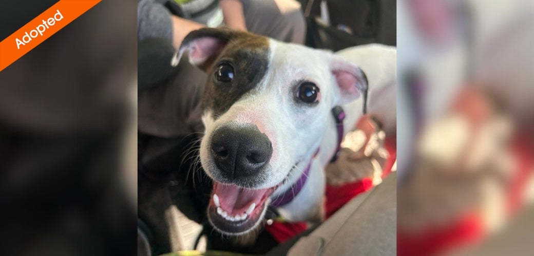 A smiling dog's face