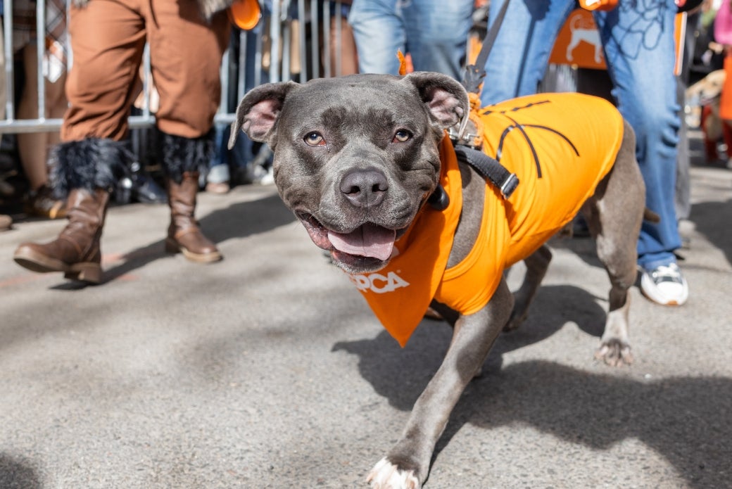 A grey dog in an orange shirt walking in a parade