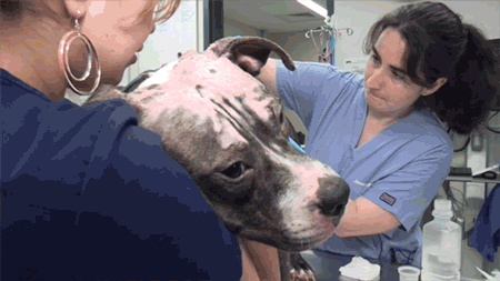 Burned but Not Broken: You Can Give Animals like Smitty a Second Chance