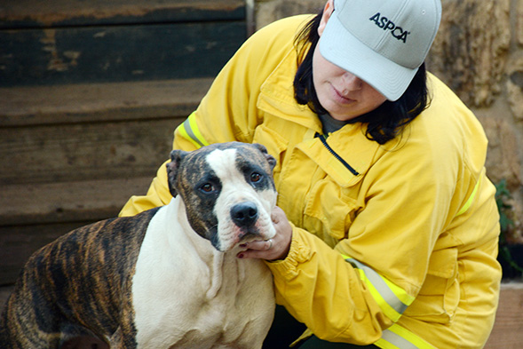ASPCA Assists Lake County Animal Care & Control in Rescuing Displaced Animals from Devastating California Wildfire