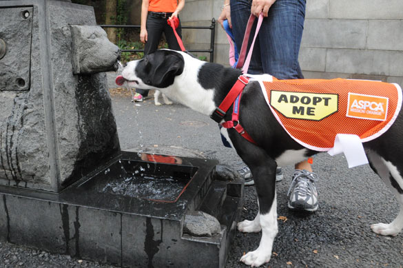Caesar drinking from doggy fountain
