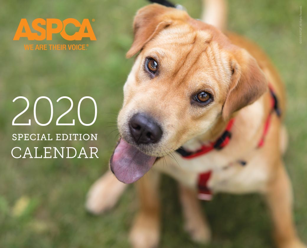 Billie on the 2020 ASPCA Calender Cover 