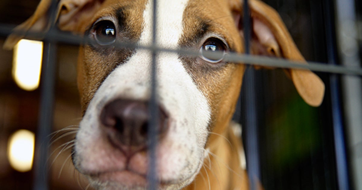 Animals need us. Please donate today. ASPCA